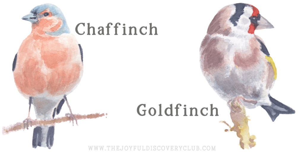 Chaffinch and Goldfinch
