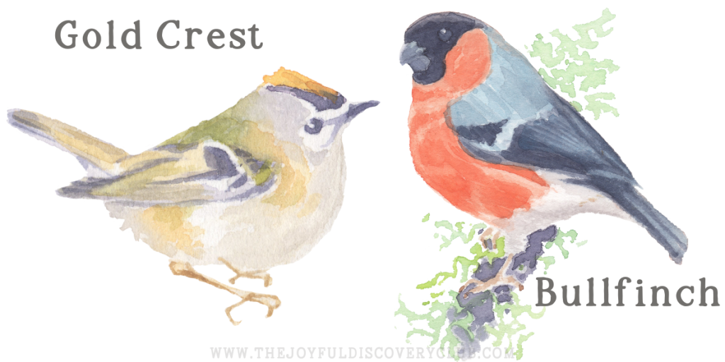 Gold Crest and Bullfinch