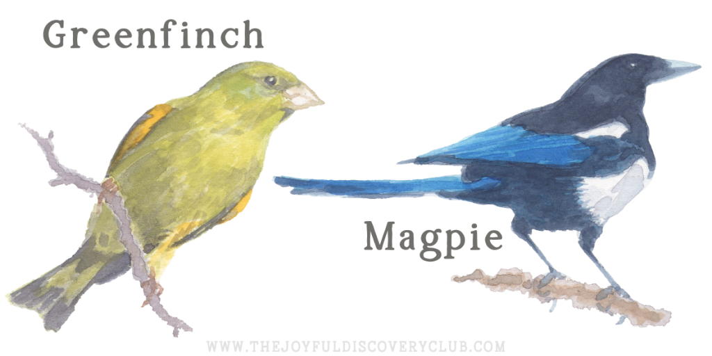 Greenfinch and Magpie