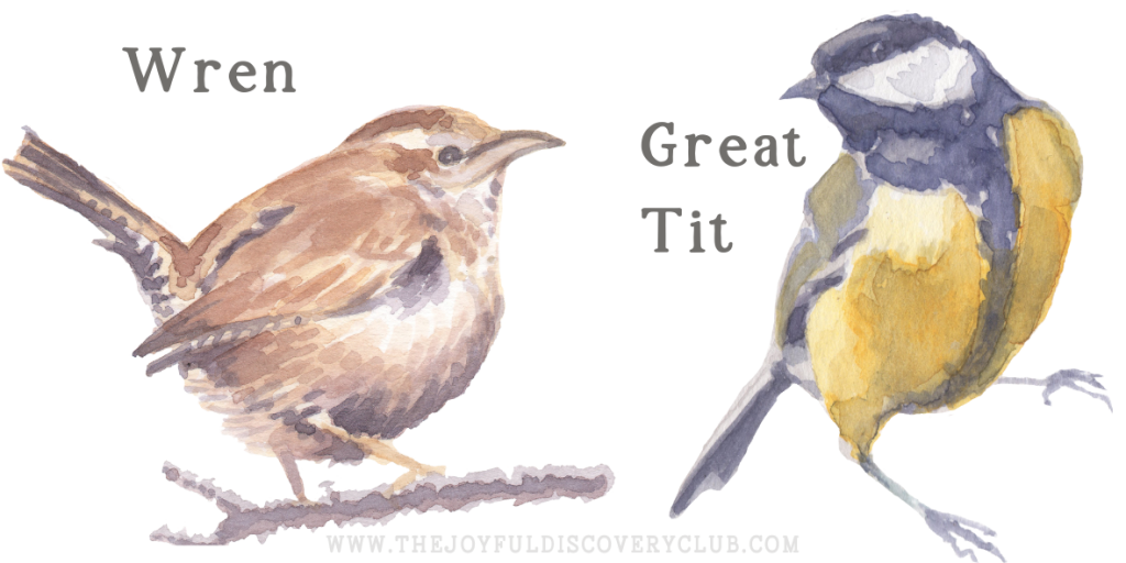Wren and Great Tit