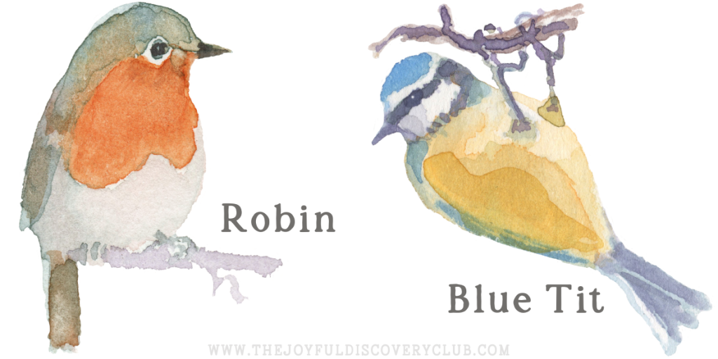 Robin and Blue Tit