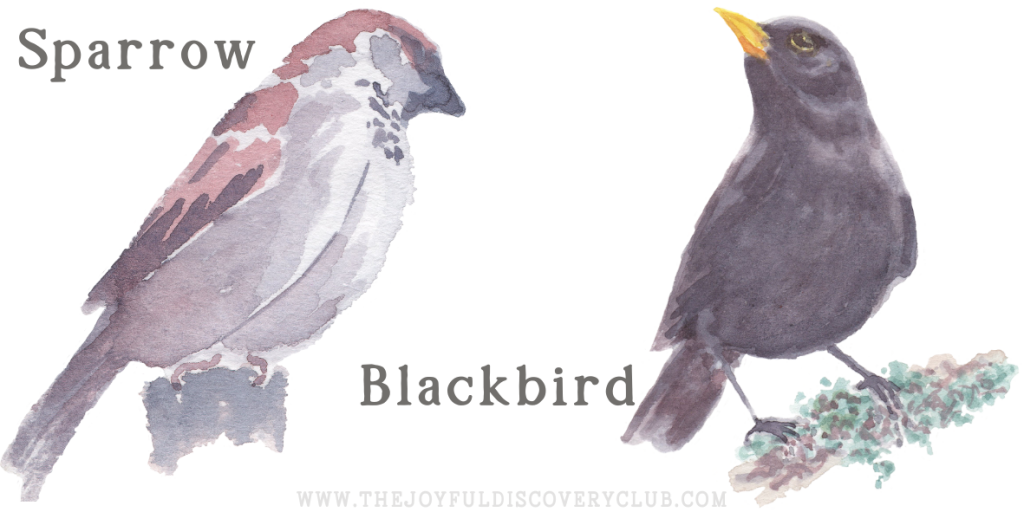 Sparrow and Blackbird