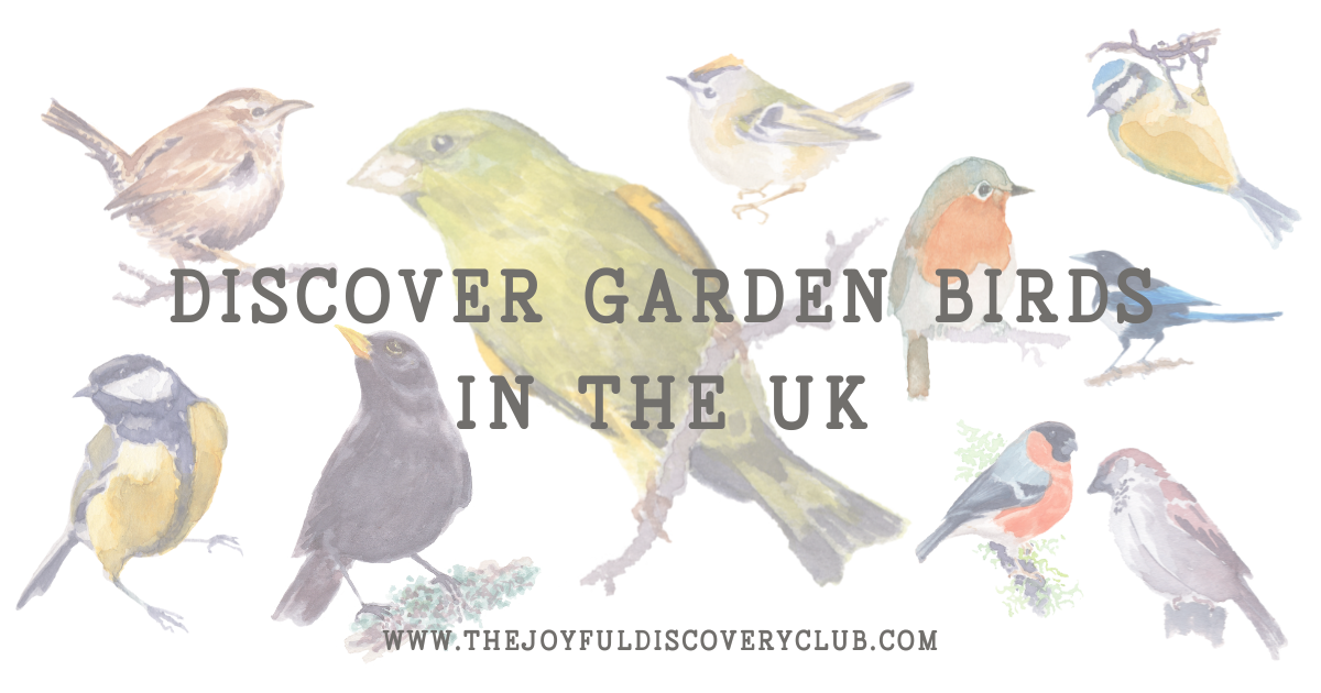 a selection of garden birds in the UK