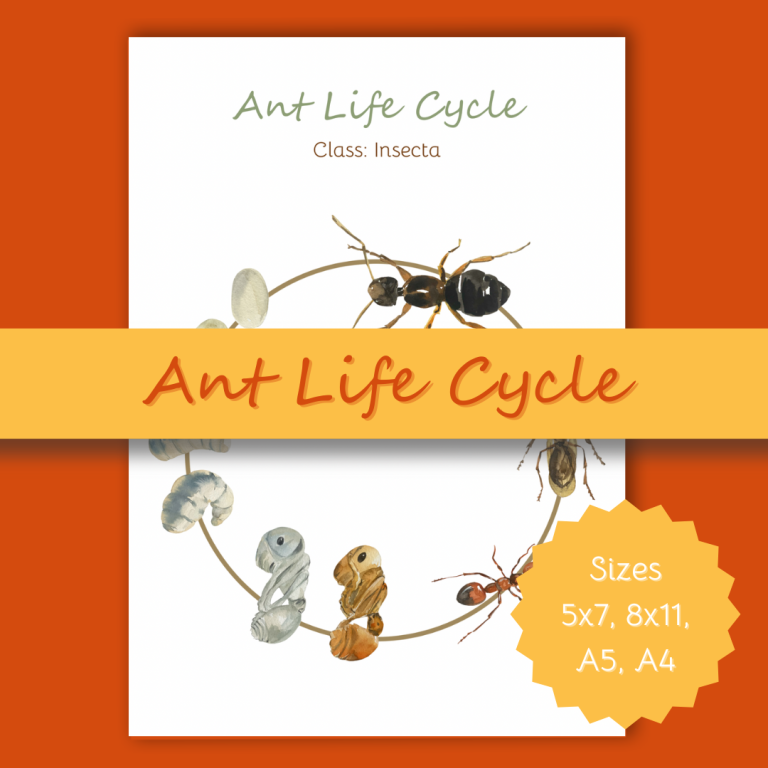 Ant Life Cycle